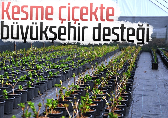 Kesme çiçekte büyükşehir desteği