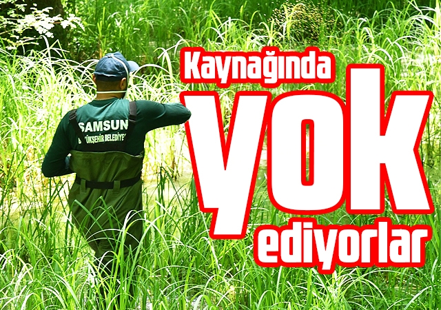 Kaynağında yok ediyorlar