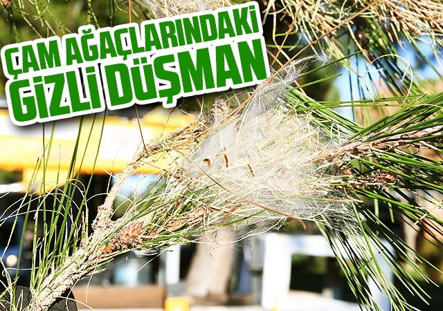Çam ağaçlarındaki gizli düşman