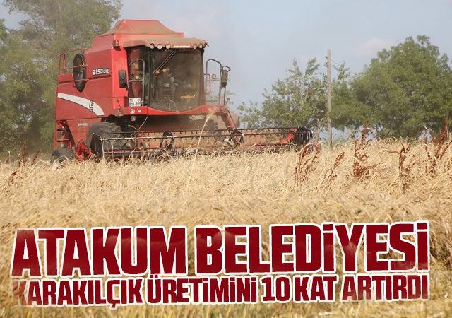 Atakum Belediyesi karakılçık üretimini 10 kat artırdı