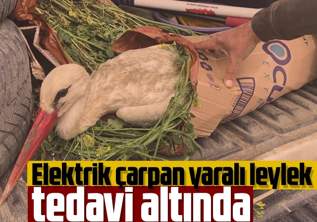 Elektrik çarpan yaralı leylek tedavi altında