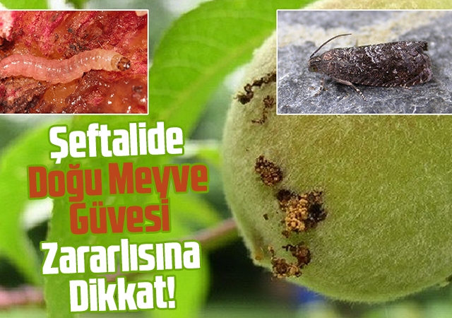 Şeftalide Doğu Meyve Güvesi Zararlısına Dikkat!