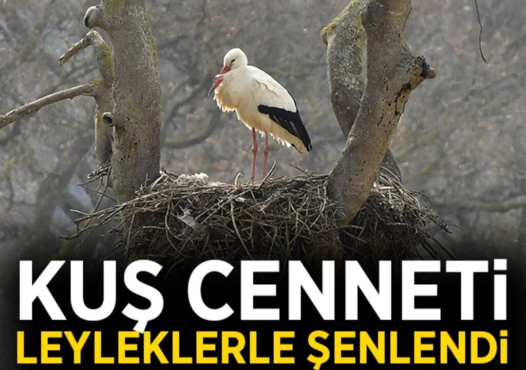 Kuş Cenneti, leyleklerle şenlendi