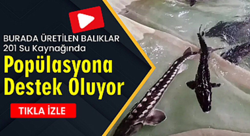 Burada Üretilen Balıklar, 201 Su Kaynağında Popülasyona Destek Oluyor